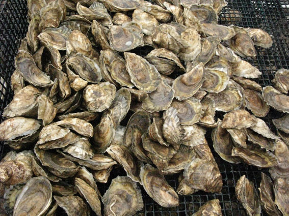 Aquaculture: Rs 16 millions d’investissement  dans la production d’huîtres | business-magazine.mu