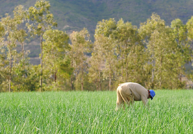 Un système d’irrigation a été mis en place sur les sites de production afin de répondre aux besoins des cultures dans le contexte local.