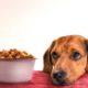 Aliments pour animaux : Comment faire le bon choix | business-magazine.mu