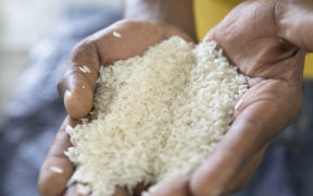 2017: les importations de riz en Afrique freinées par la faiblesse des monnaies locales | business-magazine.mu