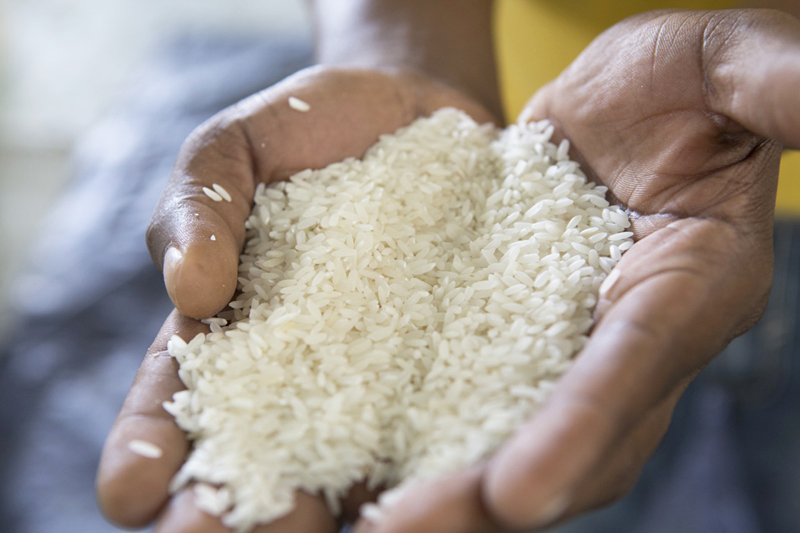 2017: les importations de riz en Afrique freinées par la faiblesse des monnaies locales | business-magazine.mu