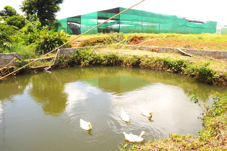 Ce bassin recueille l’eau de pluie qui est ensuite traitée et utilisée sur la ferme