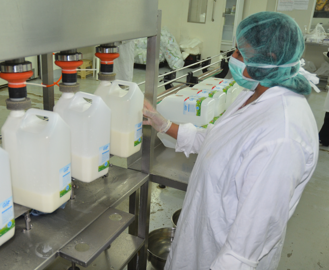 Cette machine de remplissage sert à empaqueter, de manière rapide et hygiénique, le lait pasteurisé.
