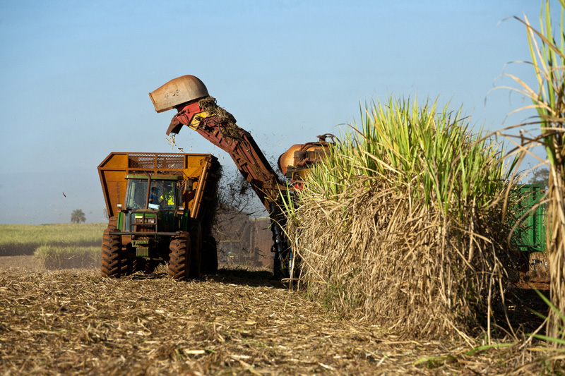 Agroindustrie - Un secteur à protéger | business-magazine.mu
