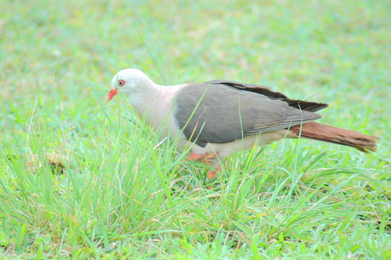 Biodiversité : CIEL et SWAN font cause commune pour le pigeon des mares | business-magazine.mu