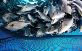 Économie bleue: exploiter le vaste potentiel de l’océan | business-magazine.mu