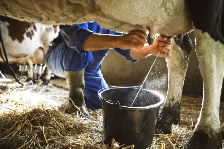 ></img></p>
<h3>Le lait liquide reste très prisé </h3>
<p class=ql-align-justify>Plus de six milliards de personnes dans le monde consomment du lait et des produits laitiers. La majorité de ces personnes vivent dans des pays en développement, selon les chiffres de la FAO. En volume, le lait liquide est le produit laitier le plus consommé dans les pays en développement. La consommation de lait et de produits laitiers par habitant est plus élevée dans les pays développés, mais l’écart avec de nombreux pays en développement se réduit. La demande de lait et de produits laitiers dans les pays en développement grimpe avec l’augmentation des revenus, la croissance démographique, l’urbanisation et les changements de régime alimentaire.</p>
<p></p>
<h3>Contraction du marché du lait infantile</h3>
<p>Maurice compte une population vieillissante et un taux de fertilité en berne. Les chiffres de Statistics Mauritius montrent bien la courbe descendante en ce qui concerne les naissances. En effet, le nombre de naissances enregistrées à Maurice est passé de 12 202 en 2018 à 12 056 en 2019, amenant une légère baisse du taux brut de natalité de 10,0 à 9,9. Cette situation a évidemment un impact sur le commerce de lait infantile, définitivement pas un créneau porteur à Maurice. Les distributeurs sont unanimes sur le sujet : c’est un des produits laitiers se vendant de moins en moins sur le plan local. </p>
<p><img class=