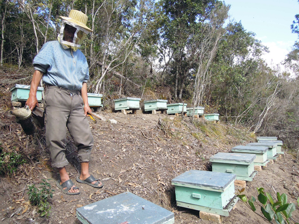 Madagascar - Apiculture: les retombées locales  d’un projet tout miel | business-magazine.mu