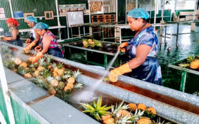OTF Export écoule 800 tonnes d’ananas en Europe | business-magazine.mu
