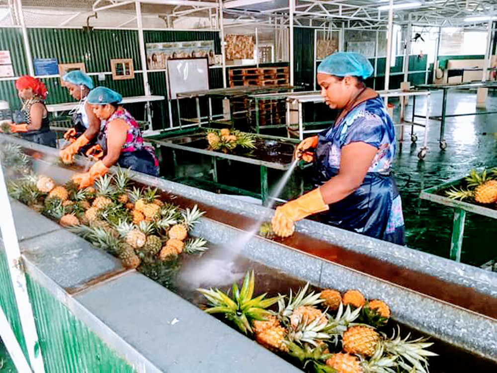 OTF Export écoule 800 tonnes d’ananas en Europe | business-magazine.mu