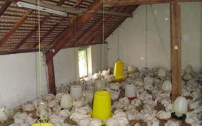 Madagascar : le prix du poulet vivant chute à 3 800 ariary | business-magazine.mu
