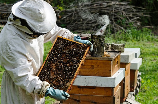Seychelles : améliorer le rendement de la production apicole | business-magazine.mu