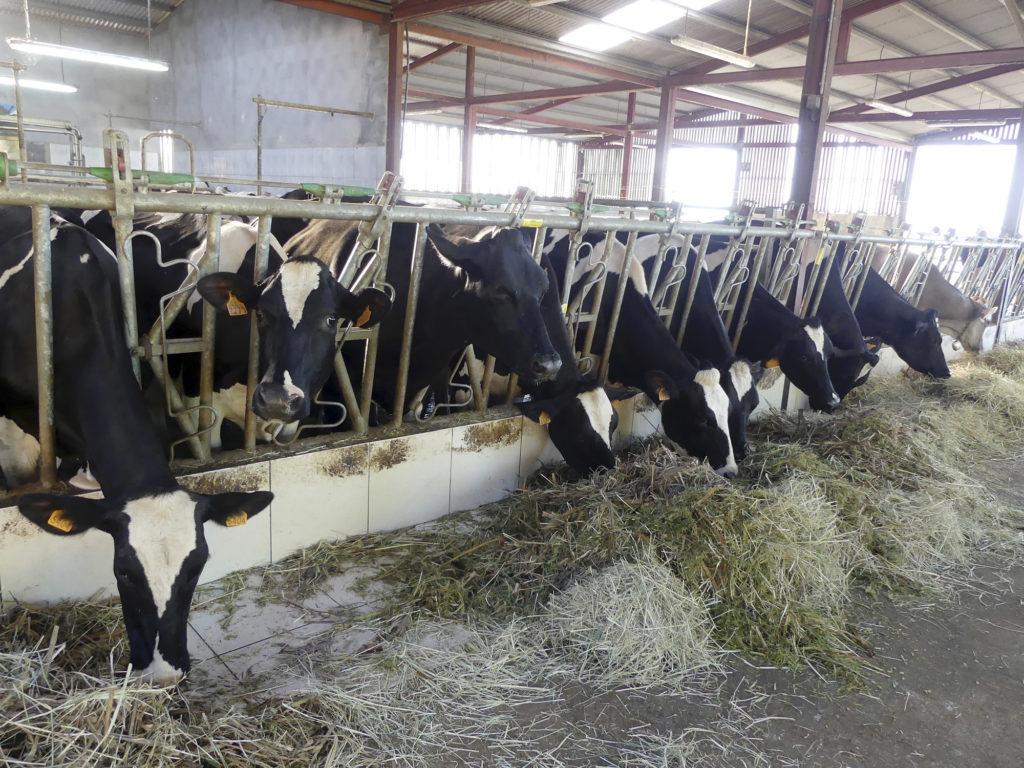 SICALAIT :  donner une nouvelle impulsion à la filière laitière | business-magazine.mu