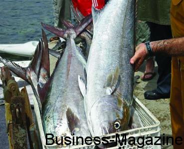 IBL portée par le Seafood | business-magazine.mu