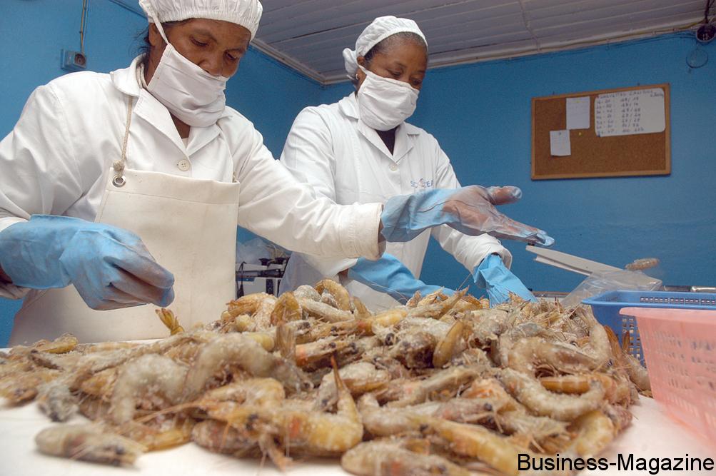Ressources halieutiques à La Réunion: la production de crevettes en déclin | business-magazine.mu