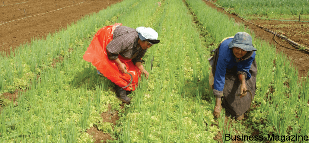 Agriculture : créer des Farm Villages | business-magazine.mu