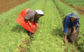 Agriculture : créer des Farm Villages | business-magazine.mu