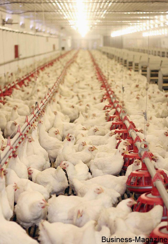 Consommation: le poulet frais dicte sa loi | business-magazine.mu
