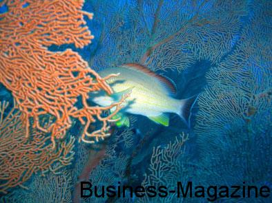 Diving Waves: découvrir les fonds marins | business-magazine.mu