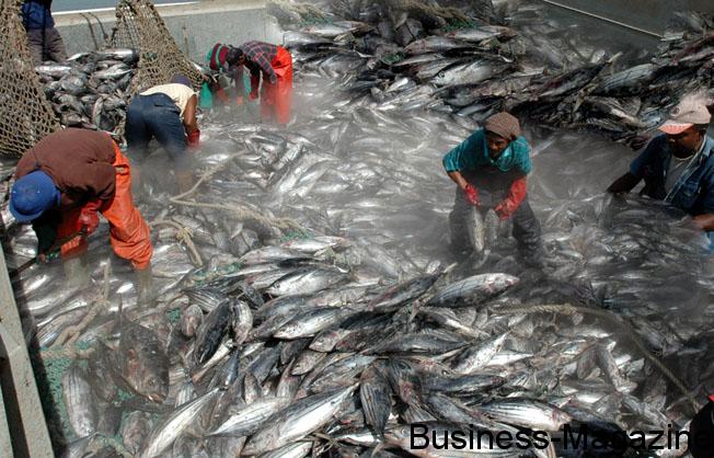 La filière Seafood dope l’industrie de la pêche | business-magazine.mu
