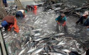Quota additionnel de 2 000 tonnes de poisson à Maurice | business-magazine.mu