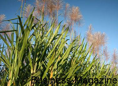 Une production sucrière de 400 000 tonnes de sucre attendue par la Chambre d'Agriculture | business-magazine.mu