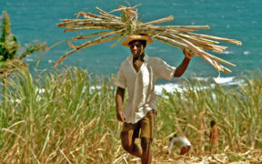 Madagascar : Le secteur sucrier amorce son redressement | business-magazine.mu